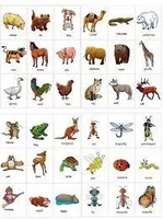 What animal do you have? What animal do you have?