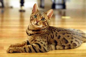 whats your favorite cat breed