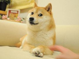 How do you pronounce doge?