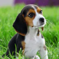 Kitten or Puppy Kitten or Puppy