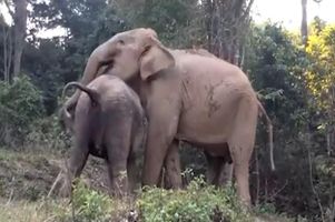 After Being Sold To Give Rides, A Baby Elephant Had A Heartwarming Reunion With Her Mother