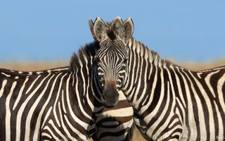 Optical illusions: Zebras, ravens, dresses and other mind-bending puzzles - CBBC Newsround