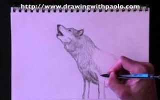 Drawing a wolf with Paolo Morrone