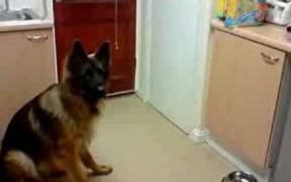 German Shepherd doing the feet trick!!!