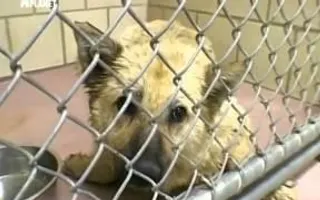 Animal Cops Houston - Junkyard Dog Animal Cops Houston - Junkyard Dog