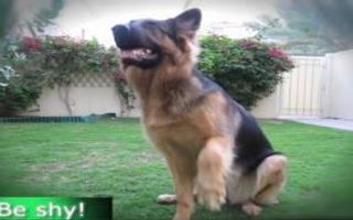 GERMAN SHEPHERD DOES MOST AMAZING DOG TRICKS!!