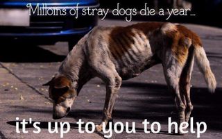 Petition · Save Our Strays (sos) · Change.org