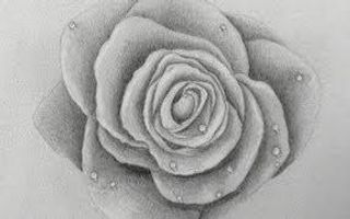 How to Draw a Rose