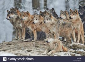 Wolf Pack (1)