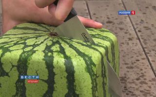 Square watermelons Japan. English version