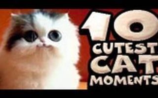 10 Cutest Cat Moments