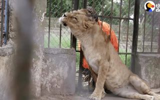 Animals Left To STARVE At Zoo Experience Love for the First Time | The Dodo