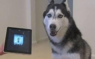 Husky Dog Sings with iPAD - Better than Bieber! (now on iTunes!)