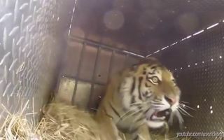 Watch These Animals Being Freed for the Very First Time!