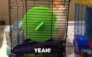 Hamster Doing A Loop De Loop - NatGeo Kids!