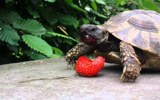 Turtle eats strawberry