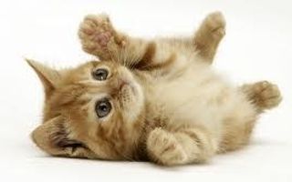 How much do you know about domestic cats!