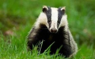 Badgers Quiz