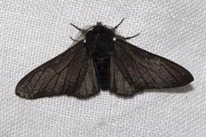 Peppered Moths