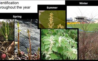 Japanese Knotweed Quiz