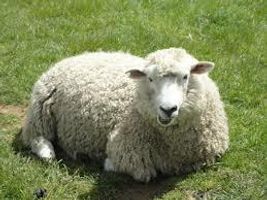 What Do You Know About Sheep?