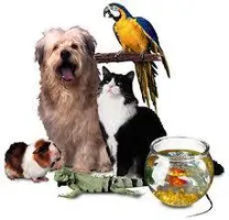 What is the perfect pet for you? What is the perfect pet for you?