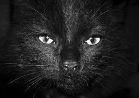 Very Hard Warriors Cats Quiz! Very Hard Warriors Cats Quiz!