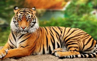 Which animal are you? (7) Which animal are you? (7)