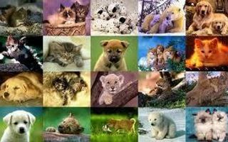 What kind of animal are you? (1)