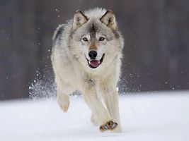 how much do you know about wolves