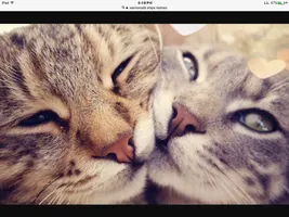 Cat quiz part 1, are you a cat? Cat quiz part 1, are you a cat?