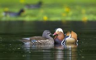 mandarin ducks