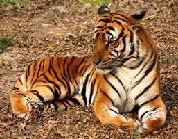 How Well Do YOU Know the Amur Tiger?