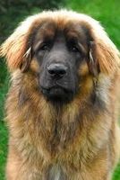 how much do you know about leonbergers?