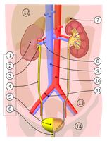 Urinary System