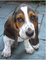 Would you make a good Basset Hound onwer?