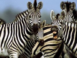 The Zebra Quiz