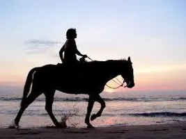 What Type of Horse rider are you? What Type of Horse rider are you?
