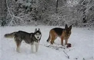 What dog describes your personality? What dog describes your personality?