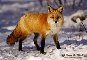 what fox r u like( defines the personality of the animal u r