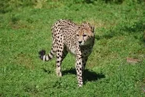 What animal are you? (28) What animal are you? (28)