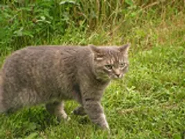 Are you a cat lover? Are you a cat lover?