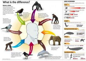 Animal Intelligence Personality Quiz