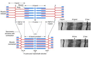 Muscle Building Quiz (1)