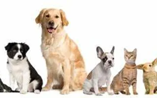 Which pet is perfect for you? Which pet is perfect for you?