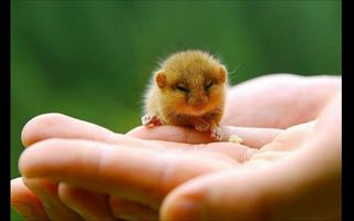 Can these little animals make you saw "AW!"