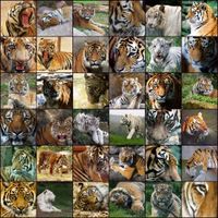 What Type of Tiger Are You?