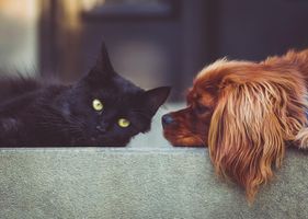 Are you a cat or a dog? (11)