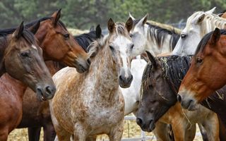 Horse Breeds and Colors