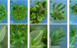 Plants Biology Quiz